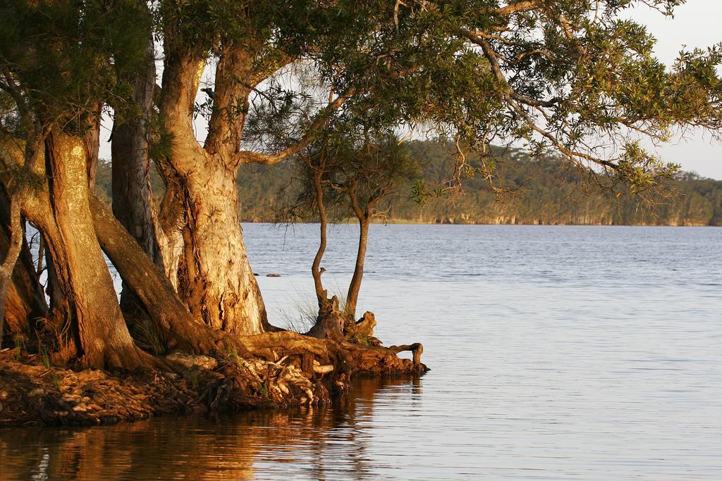 Nrma Myall Shores Holiday Park Bulahdelah Buitenkant foto