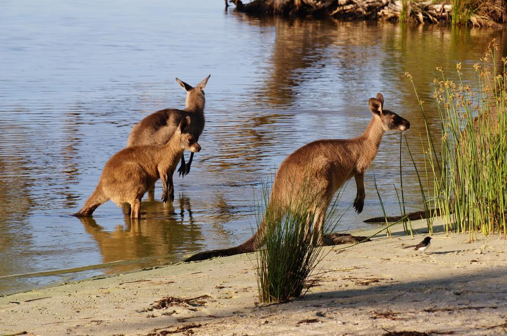 Nrma Myall Shores Holiday Park Bulahdelah Buitenkant foto
