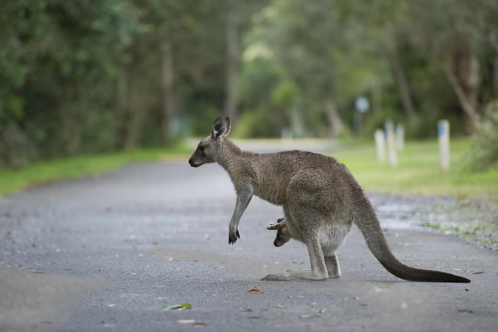 Nrma Myall Shores Holiday Park Bulahdelah Buitenkant foto